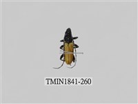 藏品(菲律賓產昆蟲)的圖片